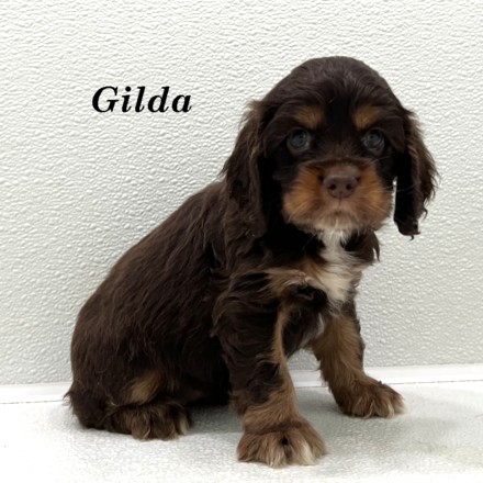 puppy, for, sale, Cocker Spaniel, Joe & Cherri  Overlease, dog, breeder, Miller, MO, dog-breeder, puppy-for-sale, forsale, nearby, find, puppyfind, locator, puppylocator, aca